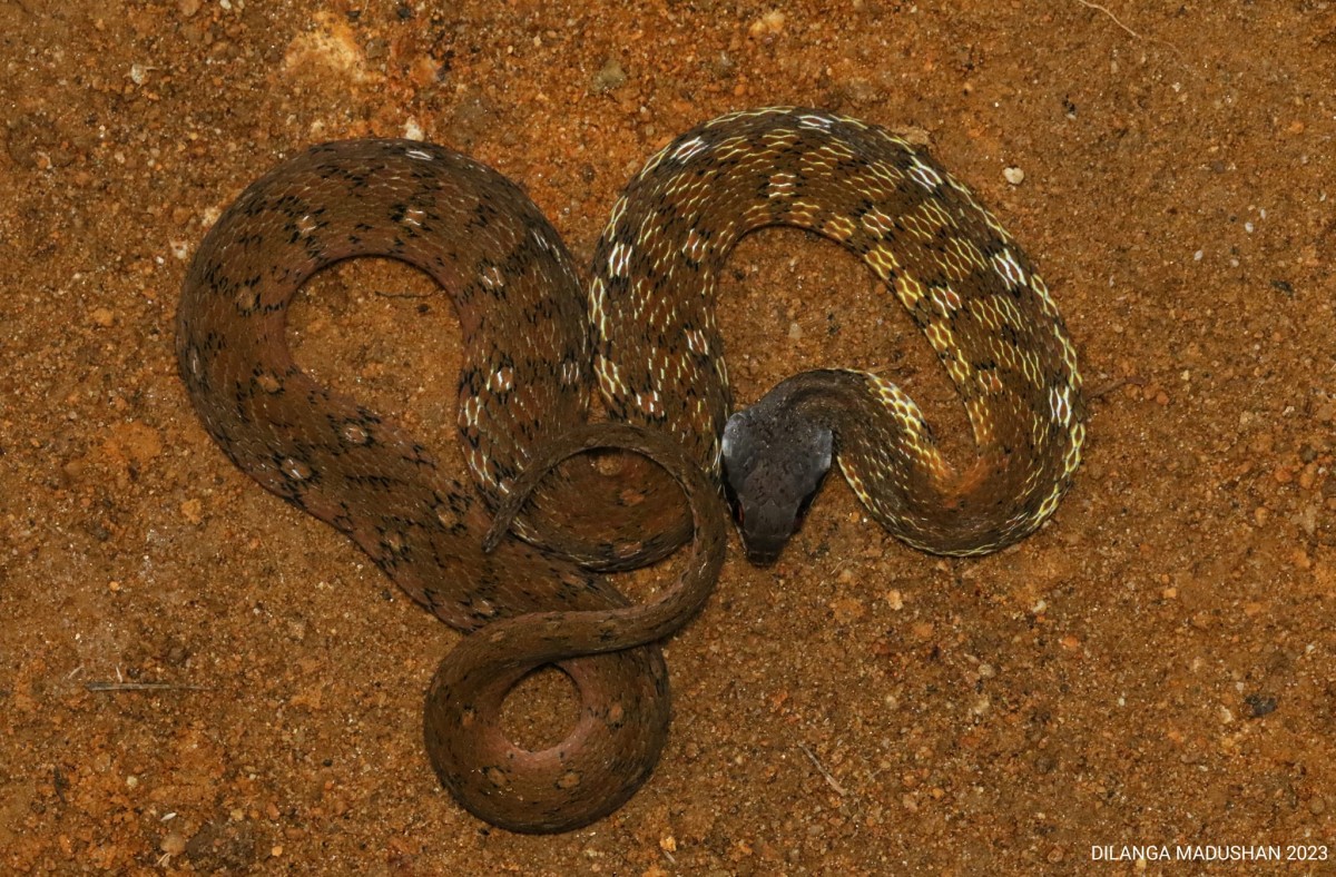 Rhabdophis ceylonensis Gunther, 1858